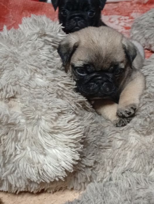 Продажа щенков мопса