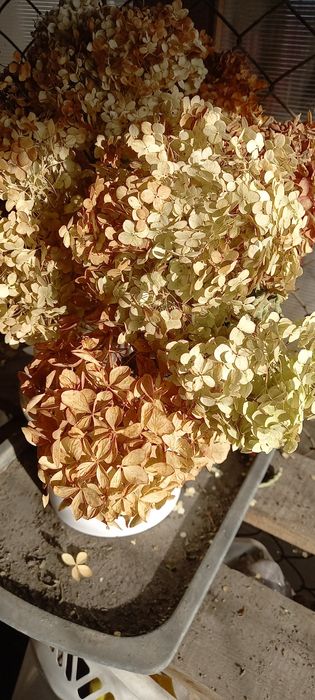 Зимние Букеты из засушенных гортензий.