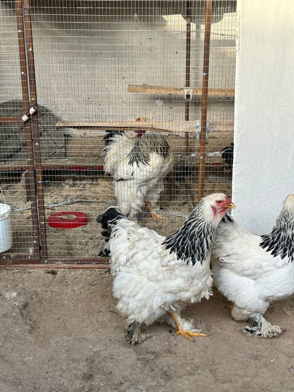 Продаются яйца курицы брамы, яйца индюшки