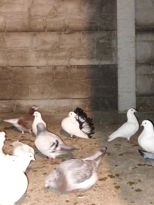 Vând diverși porumbei