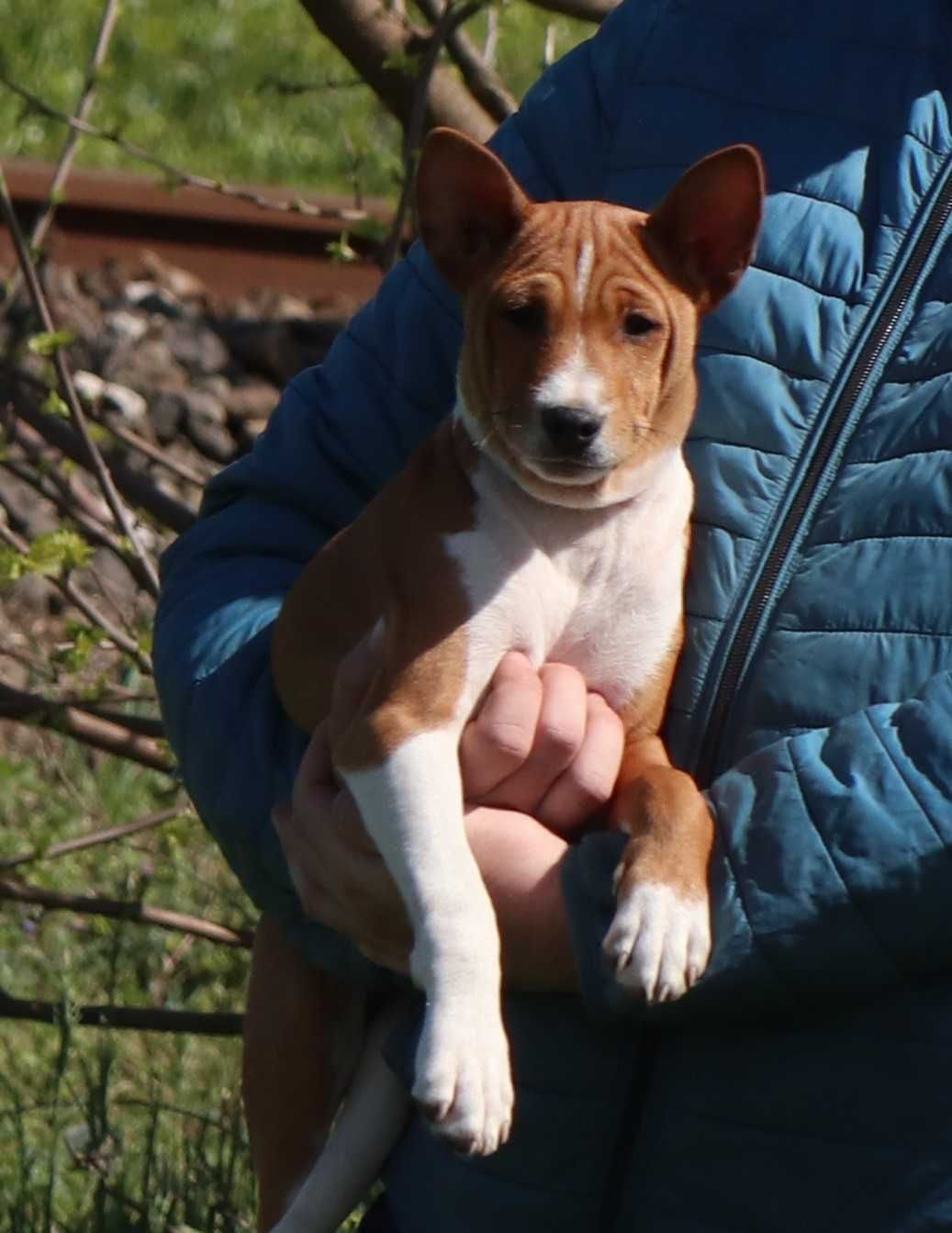 Disponibil Basenji roscat cu marcaje albe pedigee FCI