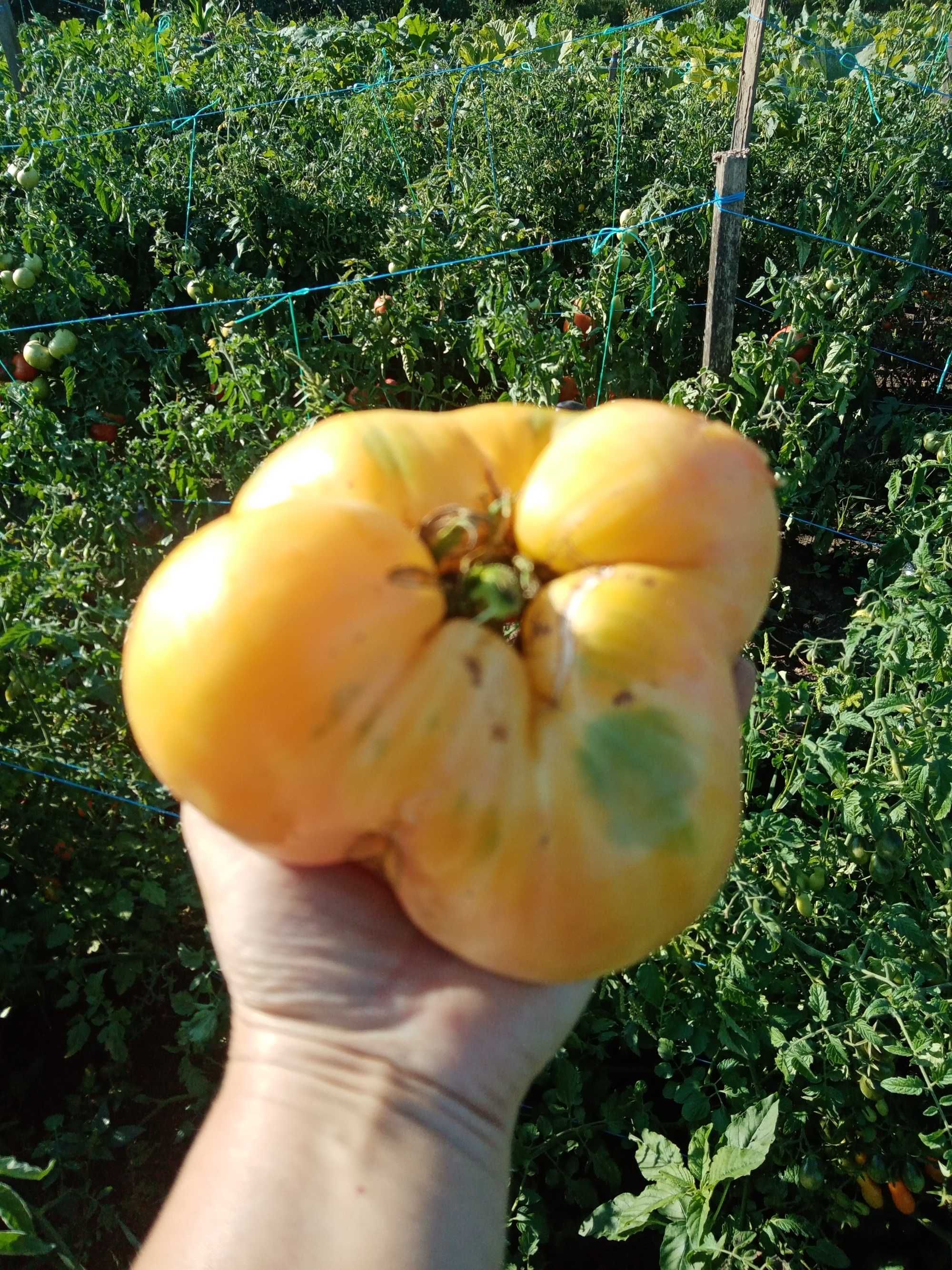 seminte soiuri de tomate