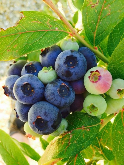 Arbusti Fructiferi (AFIN )