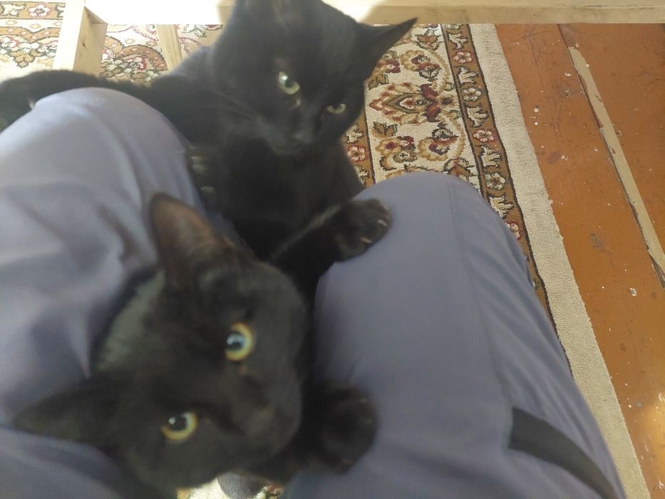 Котёнок подросший