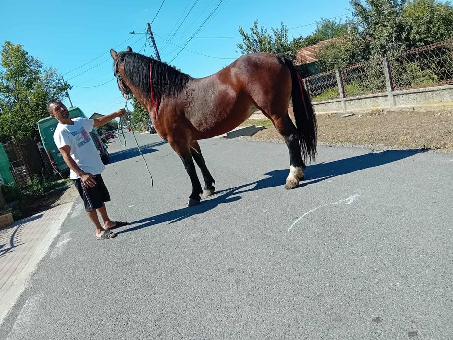 Iapă de vanzare 7 ani