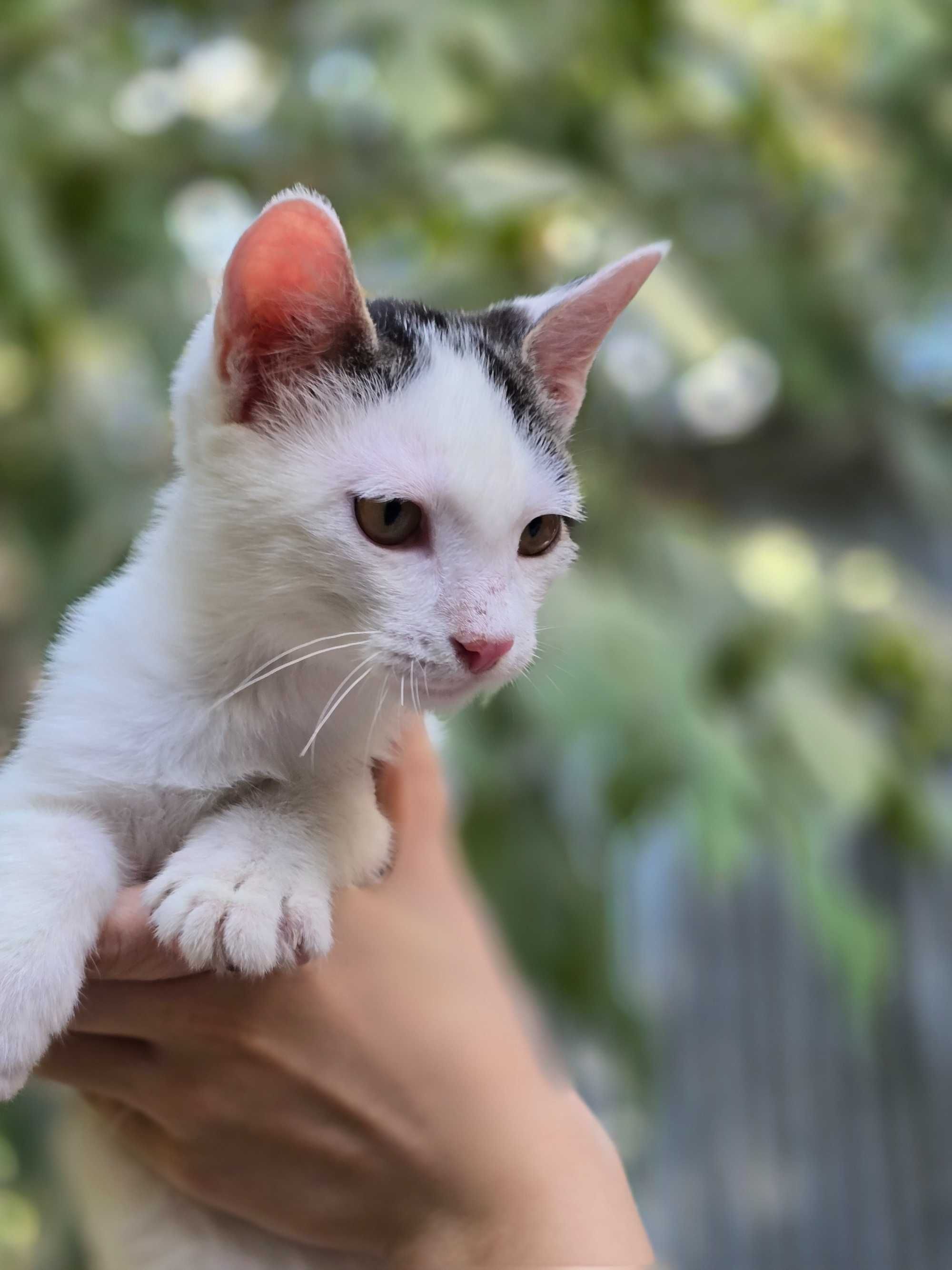 Котёнок, мальчик, 4 месяца