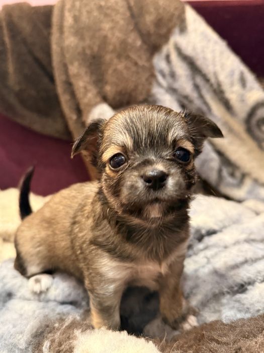 Продавам чихуахуа