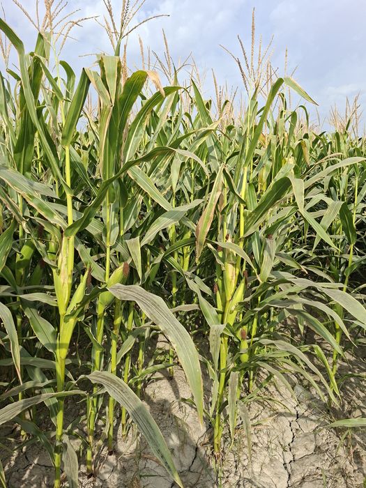 Makkajoxari silosga sotiladi