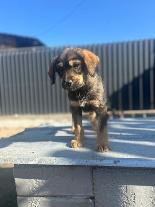 Девочка ищет дом