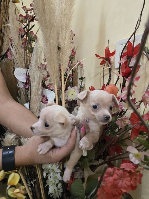 Мини чиху пинчери