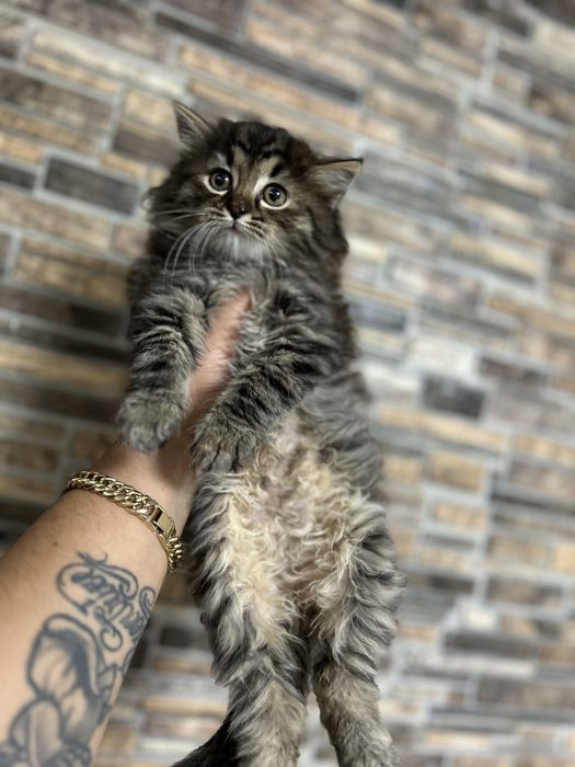 Norvegiana de Padure