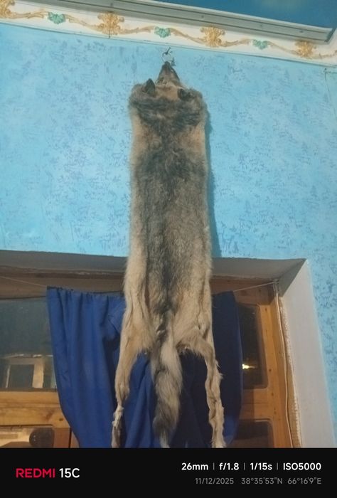 Burini terisi sotiladi