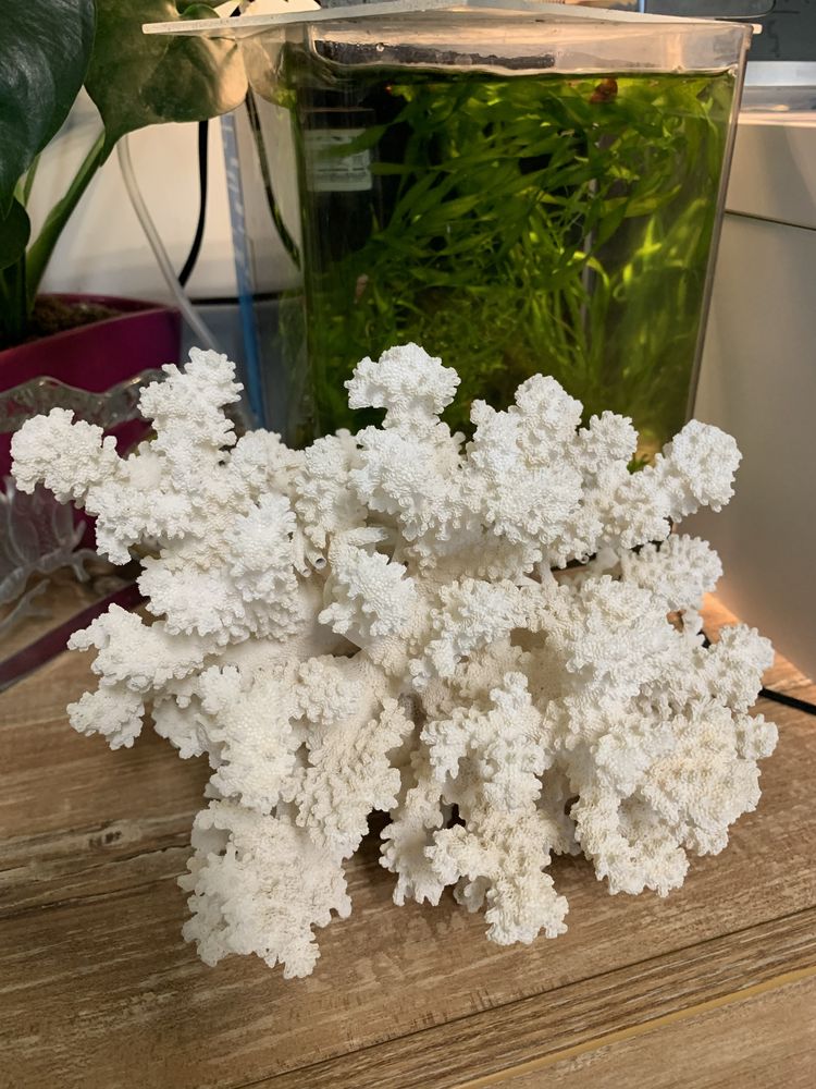 Естествен корал