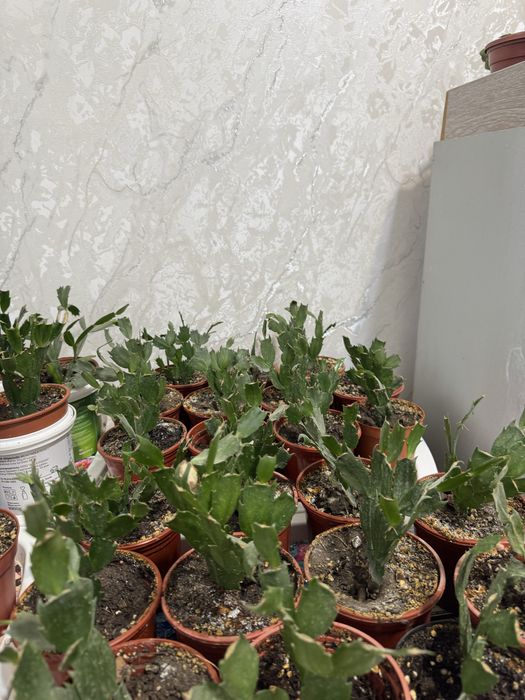 Шлюмбергер (декабристы)