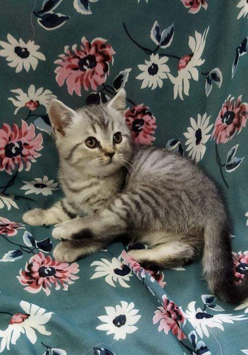 Шотландские котята !