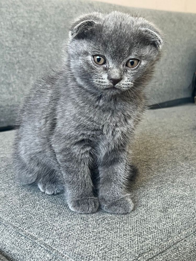 Motanel Scottish Fold