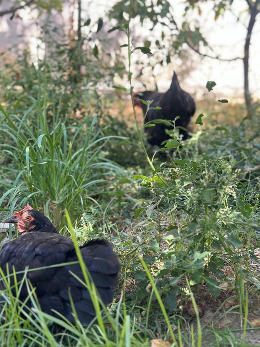 2 ta tovuq 100.000 so’m