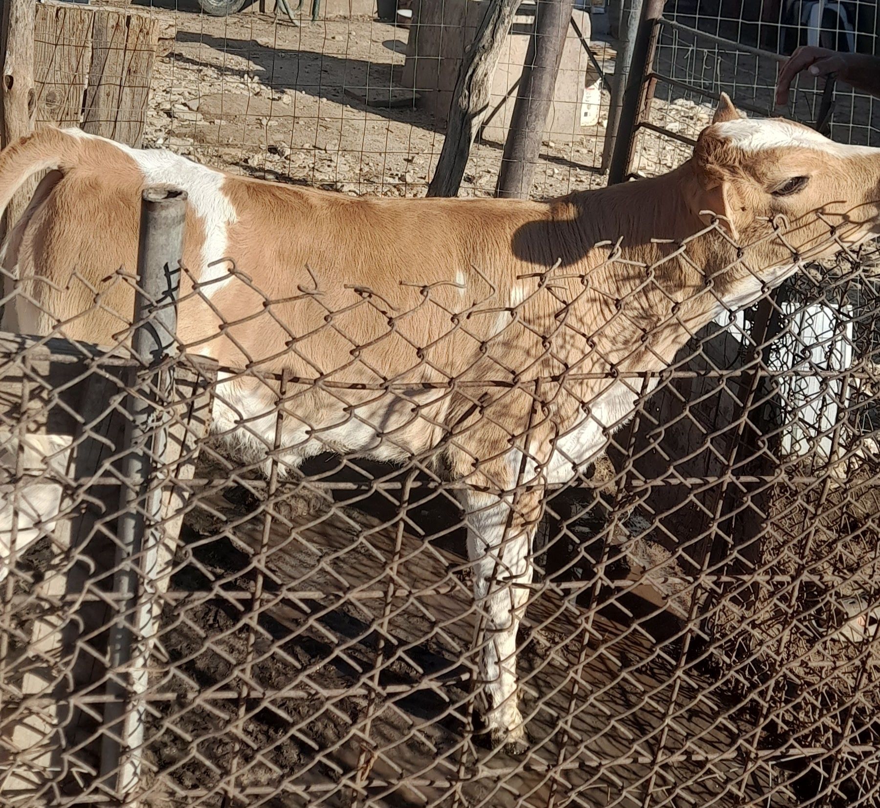 Vând vițel de două luni