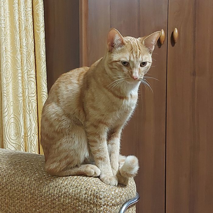 Отдам добрым людям