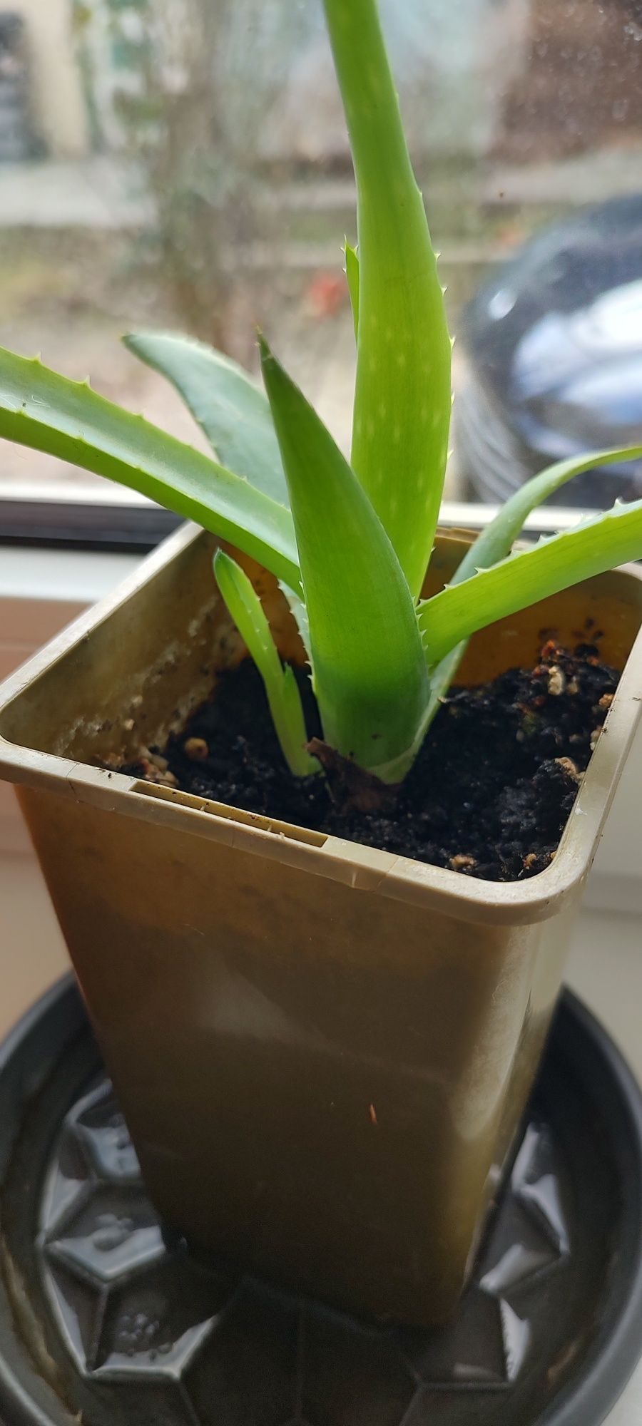 Vând 2 plante de Aloe Vera cu pui