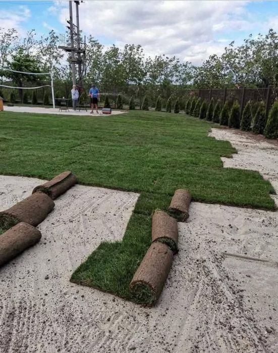 Gazon rulou sport tuia leylandii