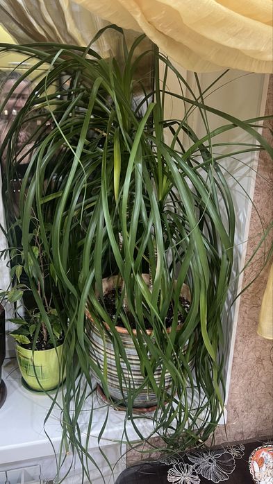 Продам цветок бокарнея отогнутая(бутылочное дерево)