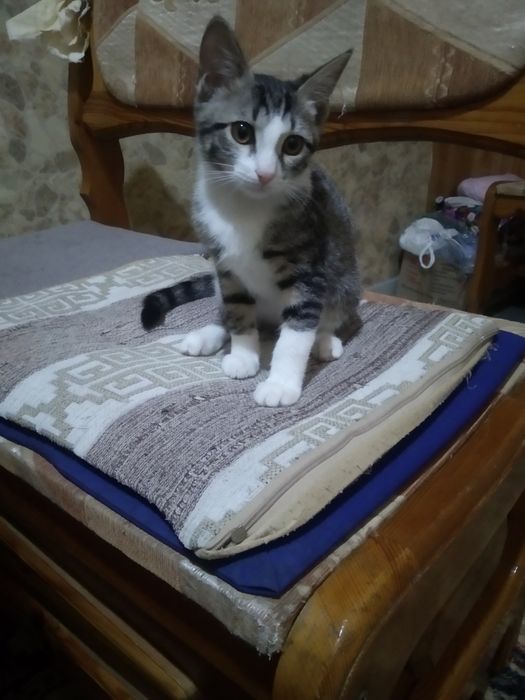 Объявление котята
