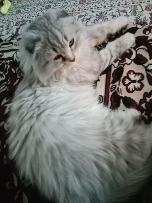 Нашли !!!  Отдам бесплатно