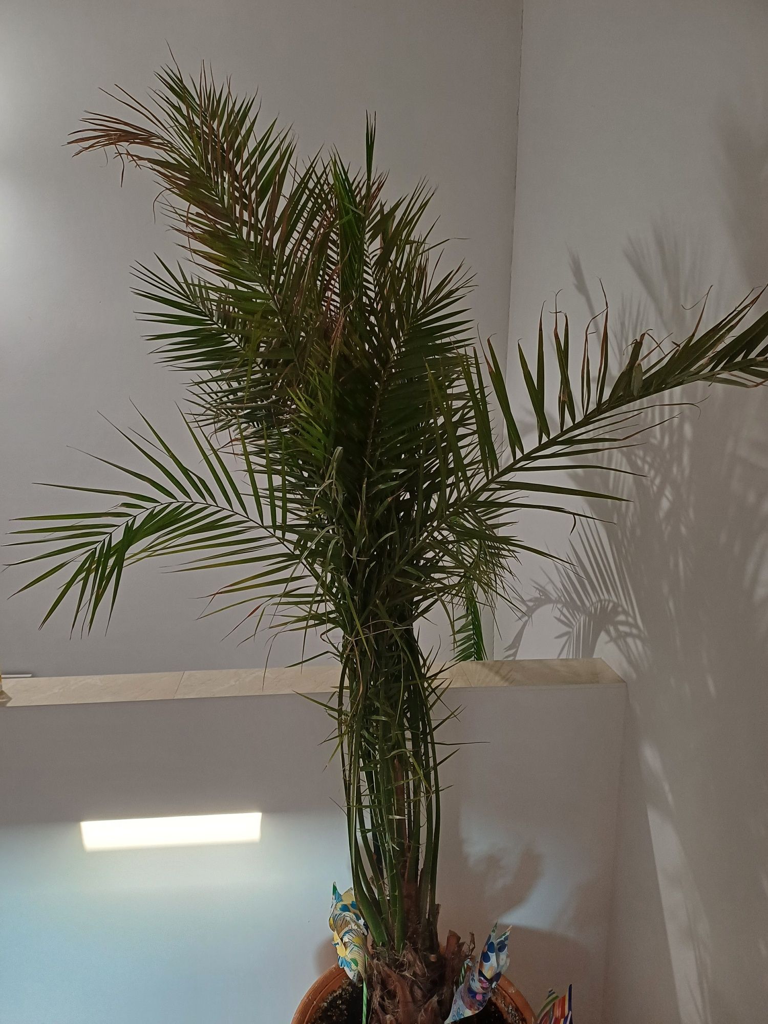 Vand palmier curmal