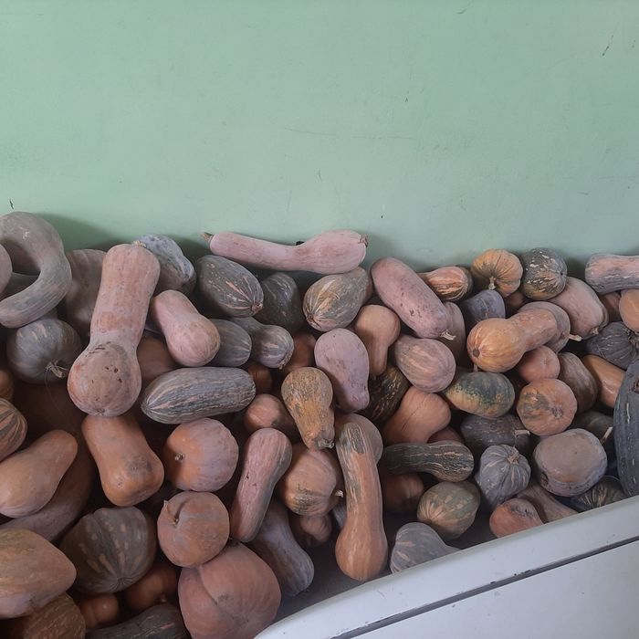 Ошковок сотилади Тиква