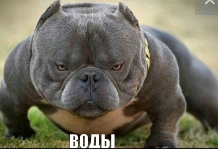 Питомчик водный.