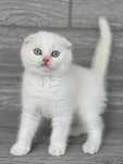 Motănel de elită cu ochi albaștri, rasa Scottish Fold - Pedigree