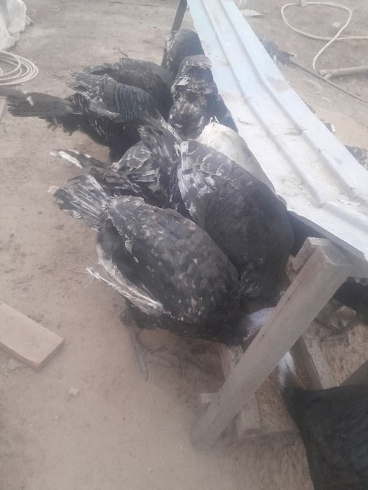 Продам индюки на мясо.