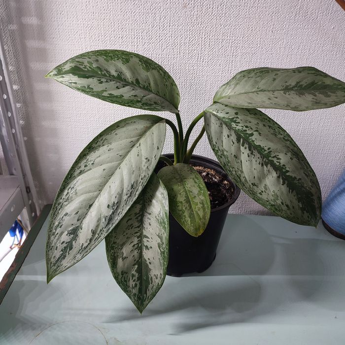 Аглаонемы ,растения комнатные