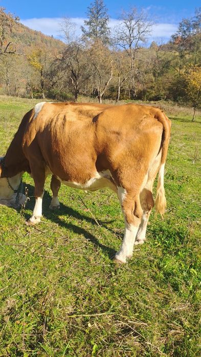 Vind doua juninci și o vaca balta