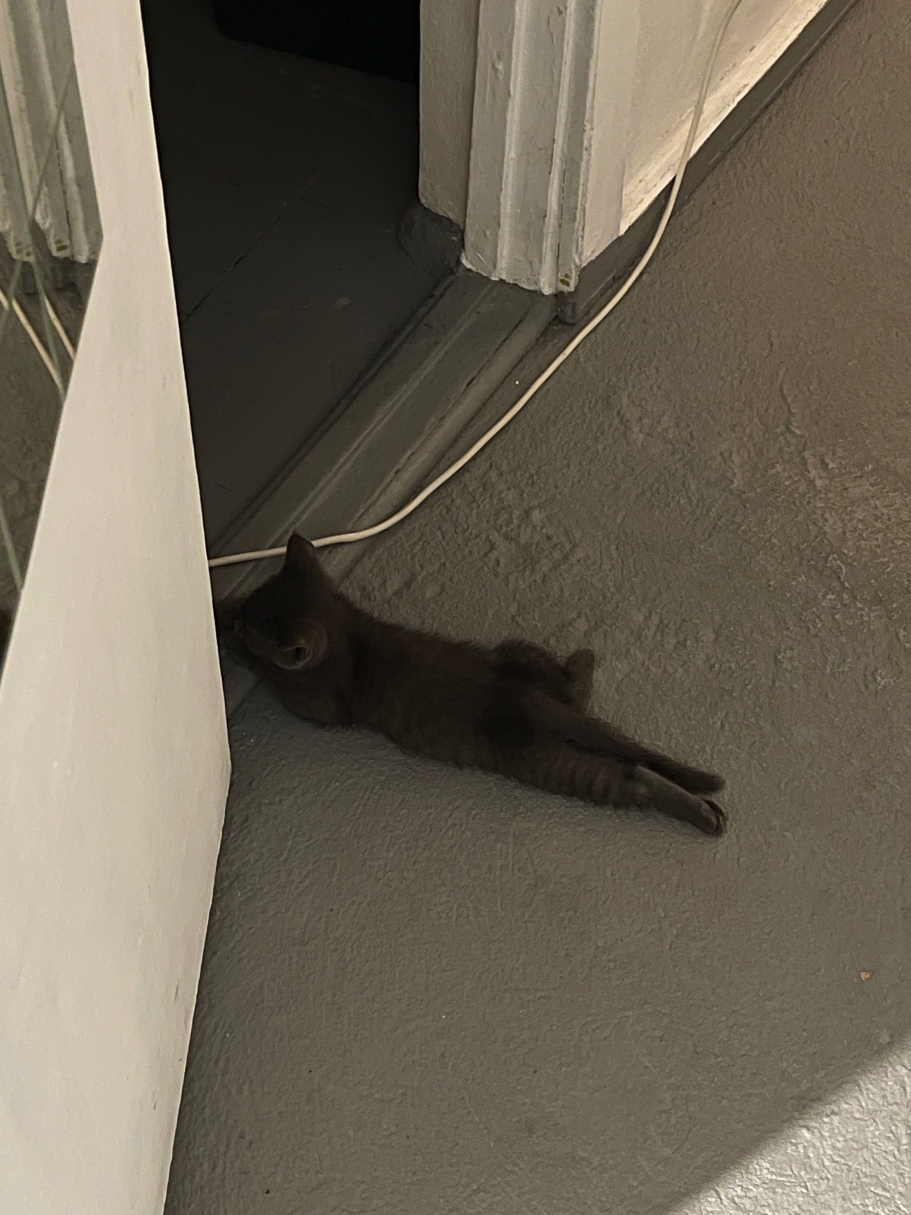 Котенок ищет новый дом