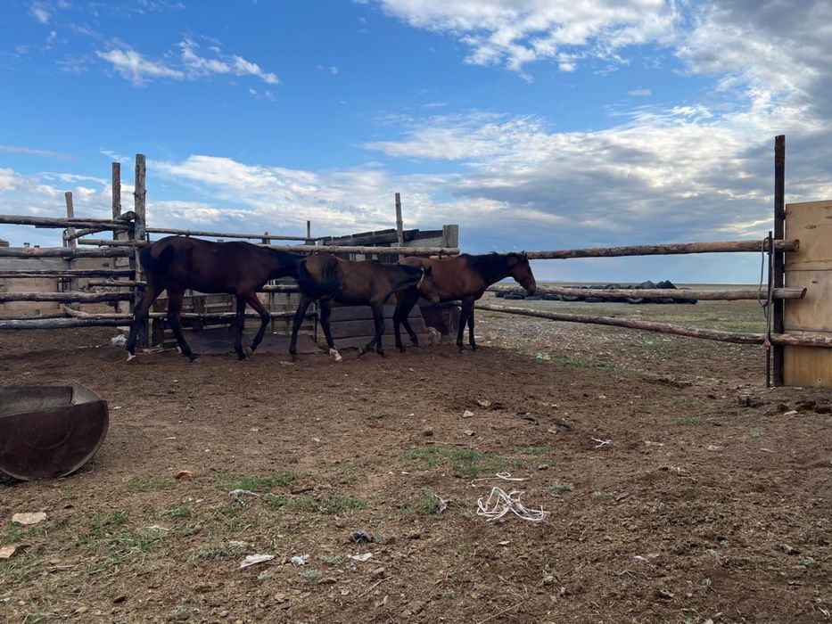 Тай,кұнан сатылады
