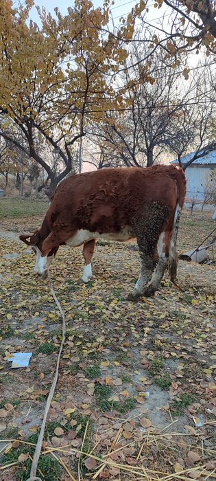 Simental sotiladi   narxi 40 milliyon keliwamez yana 100 toza