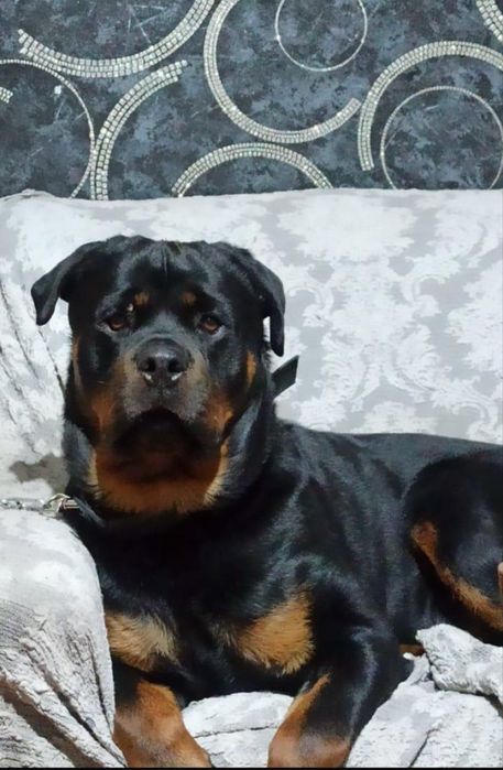 Вязка кобеля ротвейлера