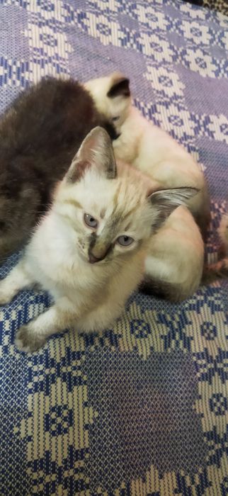 Котята сиамские, домашние