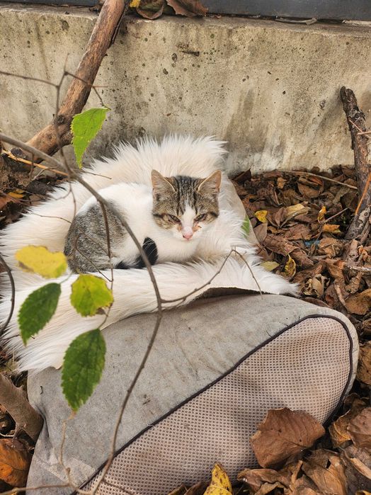 Дом за малко коте