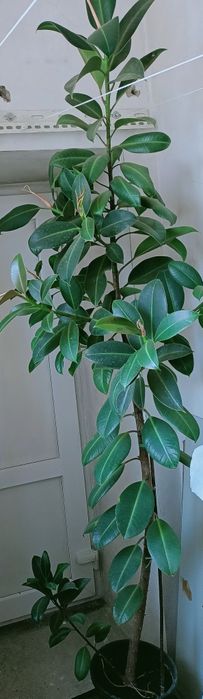 Фикус Каучуконосный