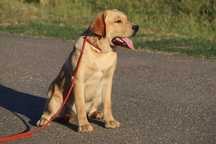 labrador pui cu pedigree
