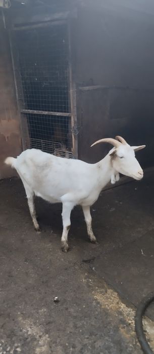 Продавам две млечни млади кози