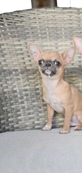 Мъжко мини чихуахуа лилав фаун на пет месеца