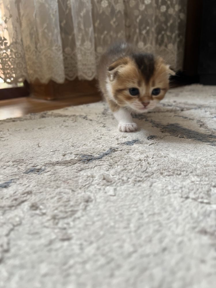 Золотая шиншилла