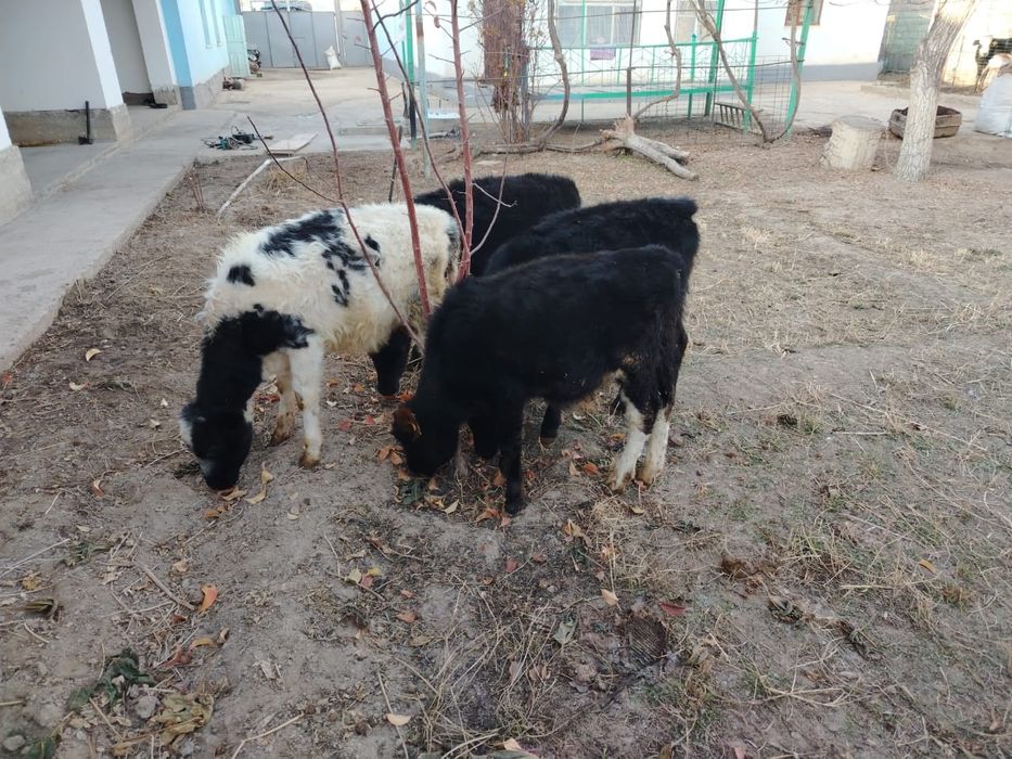 1 ОГИЗ. 3 ургашы