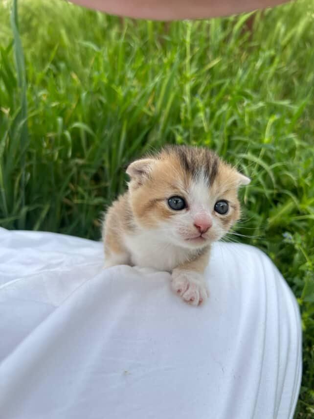 Котята веслоухие