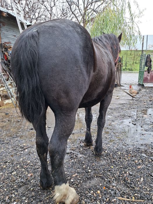 Vând cal castrat an vârstă de 5 ani nu musca nu da din picioare l