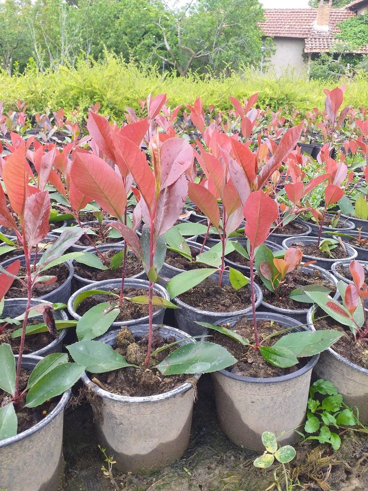 Фотиния Photinia 5.50лв ПРОМО